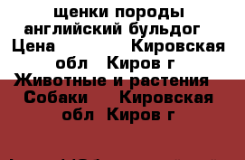 щенки породы английский бульдог › Цена ­ 45 000 - Кировская обл., Киров г. Животные и растения » Собаки   . Кировская обл.,Киров г.